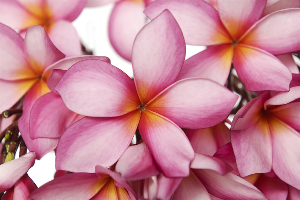 Frangipani Absolute from India.
Ingredients: natural fragrances for our natural perfumes.