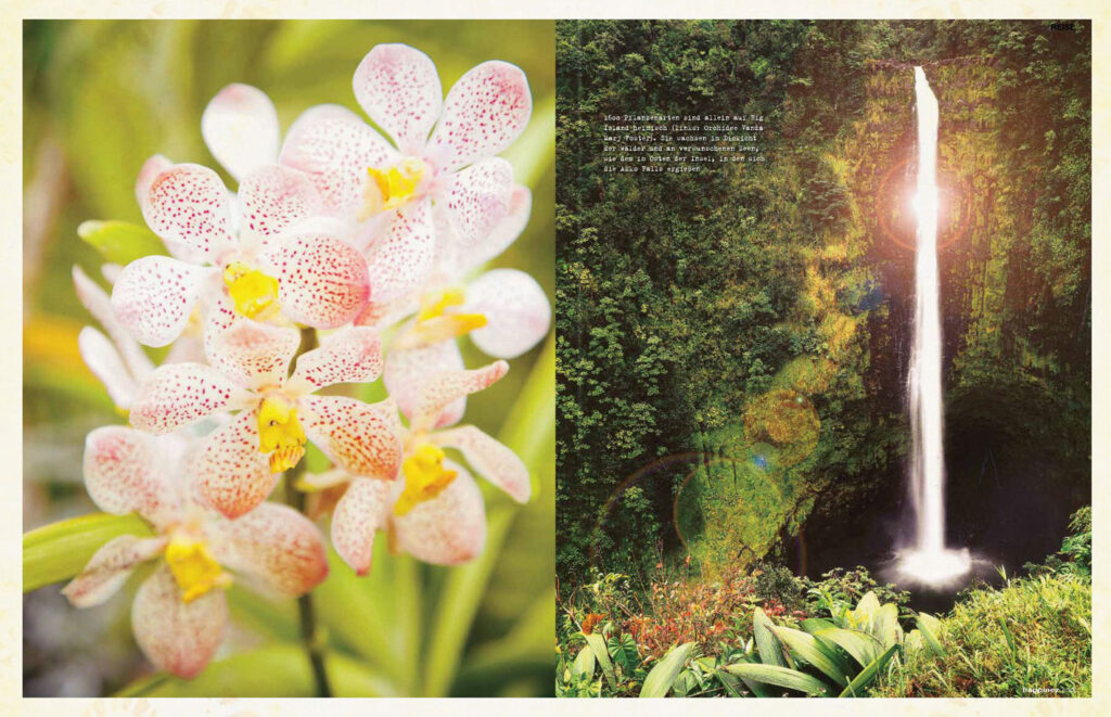 Flowers and their scents for natural perfumes.press infos interviews natural perfume.